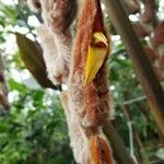 Heliconia vellerigera Flor