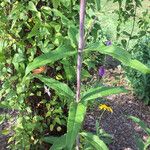 Silphium asteriscus Leaf