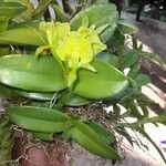 Epidendrum difforme Flower