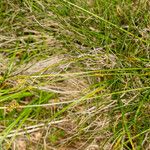 Carex pilulifera ശീലം