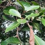 Ficus costaricana Leaf