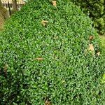 Buxus sempervirensYaprak