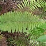 Polystichum ammifolium