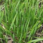 Allium fistulosum Foglia