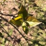 Syringa oblata Leaf