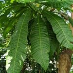 Anacardium occidentale Leaf