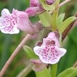 Scutellaria minor Flower