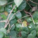 Barleria repens Corteza