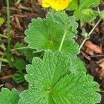 Potentilla megalantha Leaf