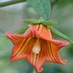Canarina canariensis Blomst
