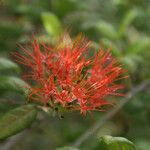 Combretum constrictum 花