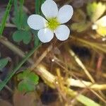 Ranunculus ololeucos Flor