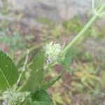 Marsypianthes chamaedrys Blomst