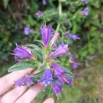 Echium rosulatum Blüte