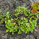 Azorella crenata Celota