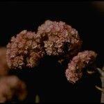 Chorizanthe douglasii Flor