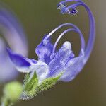 Trichostema lanatum Flor