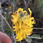 Crotalaria decaryana Flor