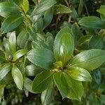 Myoporum laetum Leaf