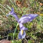 Iris xiphium Квітка