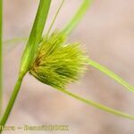 Carex bohemica Інше