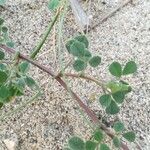 Medicago littoralis Bark