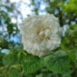 Rosa arvensis Virág