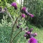 Cirsium palustre Kwiat
