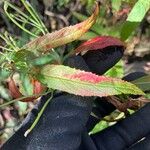 Epilobium coloratum Φύλλο