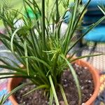 Cyperus haspan Blad