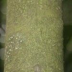 Pouteria reticulata Corteza