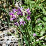 Allium bisceptrum Flor