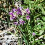 Allium bisceptrum Flower