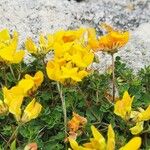 Lotus corniculatus Flower