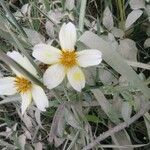 Bidens aurea Flower