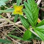 Potentilla erectaপাতা