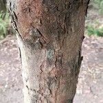 Allophylus edulis Bark