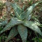 Aloe marlothii Vivejo