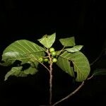 Ficus rubrivestimenta ഫലം
