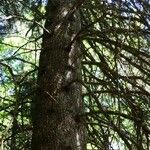 Abies cephalonica Hábito