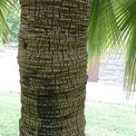 Brahea edulis Bark