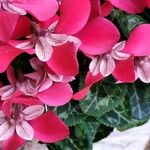 Cyclamen spp. List