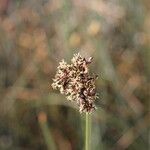 Schoenoplectus californicus Flower