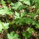 Sanicula europaea Hoja