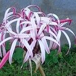Crinum asiaticum Çiçek