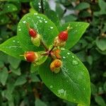 Hypericum androsaemum Frugt