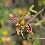 Hypericum lanceolatum Фрукт