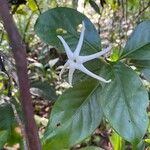 Atractocarpus chartaceus Квітка