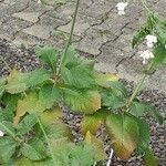 Crambe scaberrima 形態
