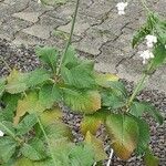 Crambe scaberrima Облик